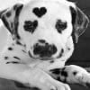 Heart Shaped Dalmatian paint By Numbers