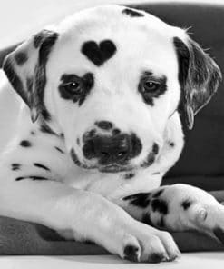Heart Shaped Dalmatian paint By Numbers