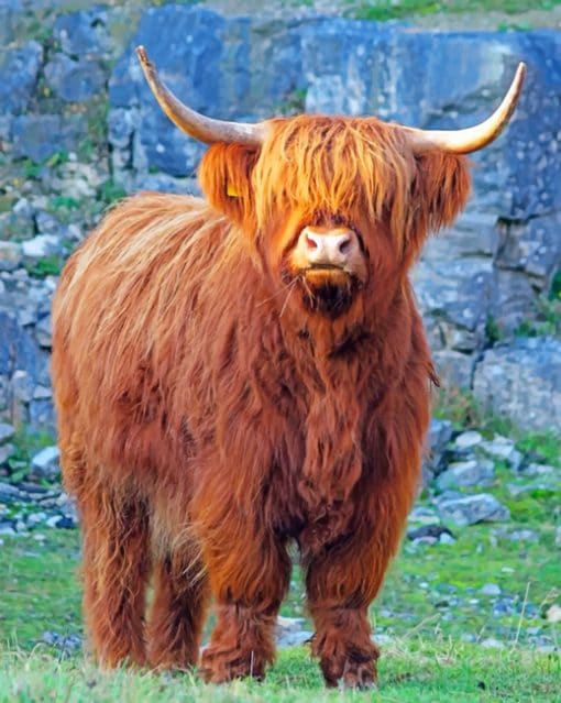 Highland Cow paint By Number
