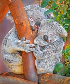Koala Bears On Tree paint By Numbers