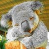 Koala Sleeping paint By Numbers