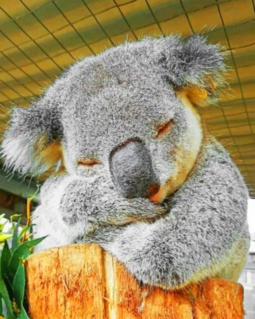 Koala Sleeping paint By Numbers