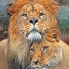 Lion And Lioness paint By Numbers