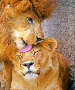 Lion And Lioness paint By Numbers