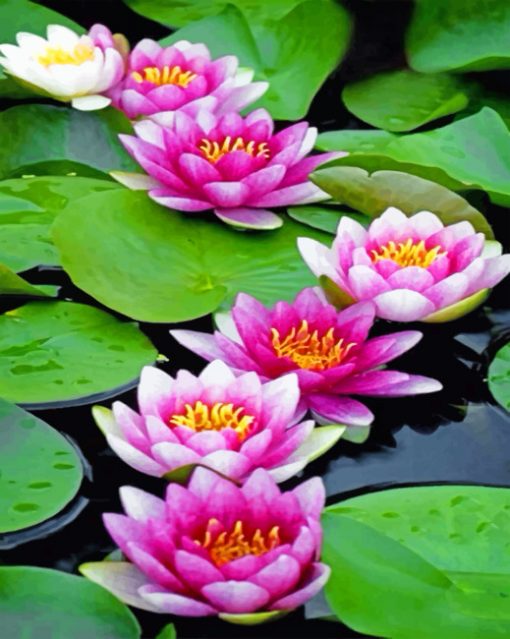 Lotus Flower paint By Numbers