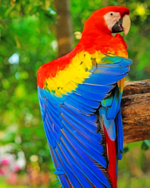 Mascaw Parrot paint By Numbers
