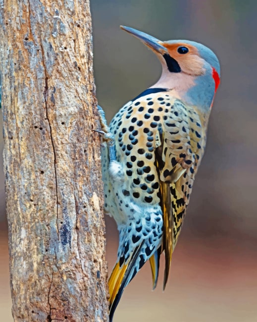 Northern Flicker paint By Numbers