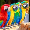 Parrots Mascaws paint by Numbers