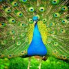 Peafowl paint by Numbers