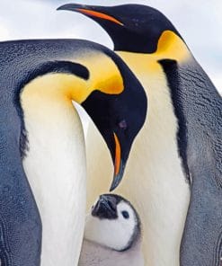 Penguin Family paint By numbers
