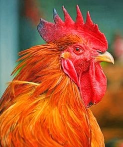 Rooster paint by numbers