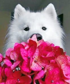 Samoyed Holding Flowers paint By Numbers