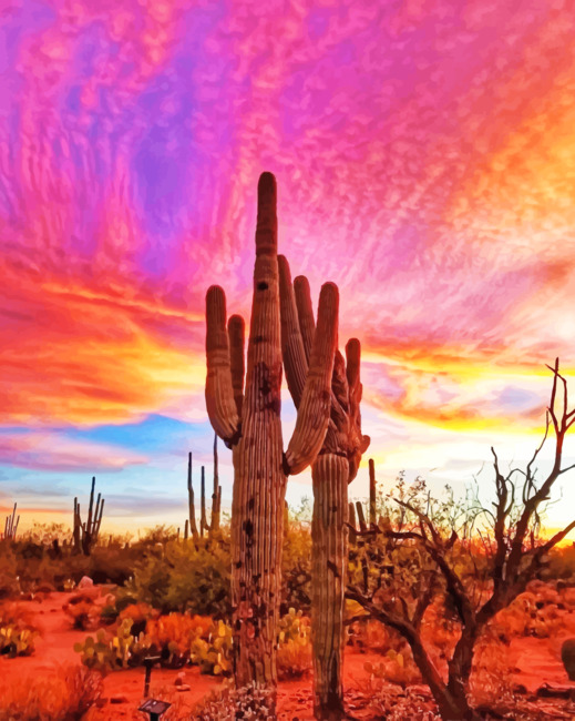 Sunset Cactus paint By Numbers