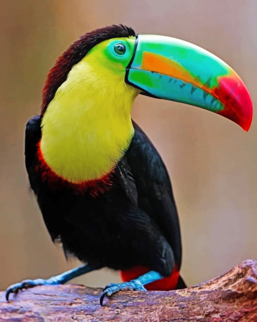 Toucan Bird paint by Numbers