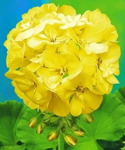 Yellow Geranium Flower paint by Numbers
