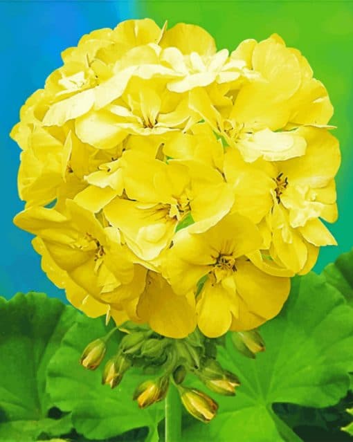 Yellow Geranium Flower paint by Numbers