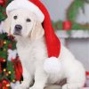 baby-golden-retriever-christmas-Paint-by-bumbers