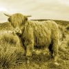 aesthetic highland cow