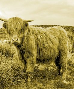 aesthetic highland cow
