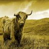 Lonely Scottish Highland Cow