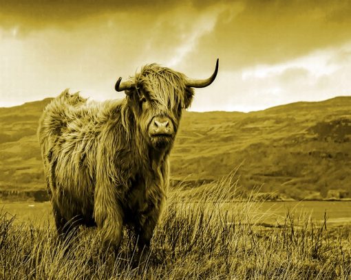 Lonely Scottish Highland Cow