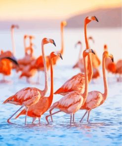 Flamingos Birds By Sea paint by numbers