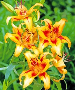 Orange Lilies paint by numbers