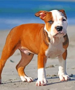 Pit Bull Dog paint by numbers