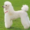 White Poodle Dog Paint by numbers