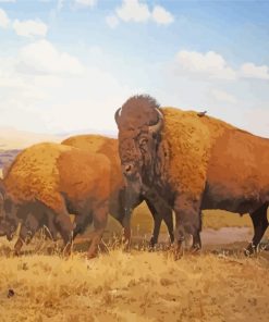 Wild Buffaloes paint by numbers