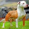 Brown And White Pit Bull paint by numbers