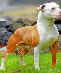 Brown And White Pit Bull paint by numbers