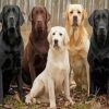 Labradors Dogs paint by numbers