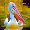 Pelican In The Wtaer paint by numbers