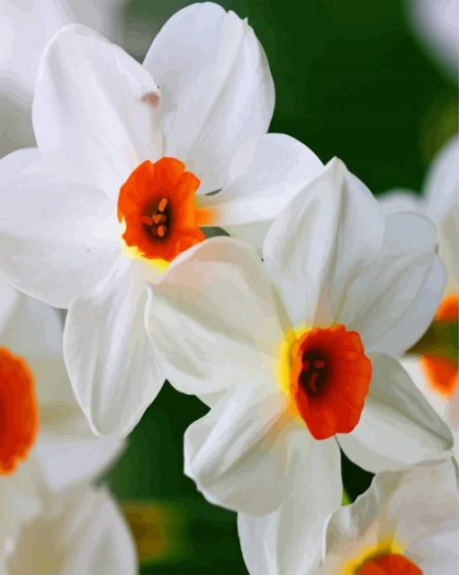 White Narcissus paint by numbers