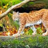 Wild Lynx paint by numbers