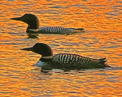 Aquatic Loons At Sunset paint by numbers