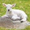 Baby Lamb paint by numbers