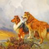 Collie Dogs paint by numbers