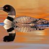 Common Loon paint by numbers