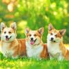 Corgi Dogs paint by numbers