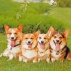 Corgi Puppies paint by numbers
