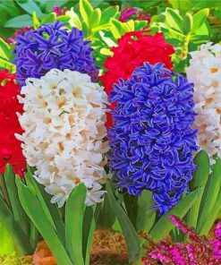 Hyacinth Flowers paint by numbers