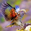 Kea Bird With Colorful Wings paint by numbers