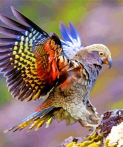 Kea Bird With Colorful Wings paint by numbers