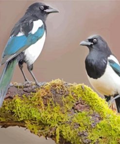 Magpies paint by numbers