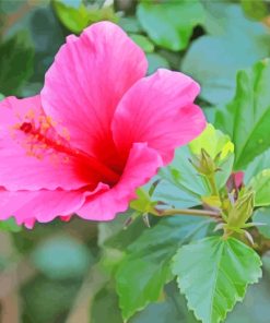 Pink Hibiscus Flower paint by numbers