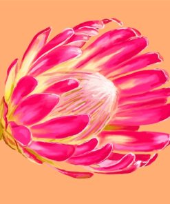 Pink Protea Plant paint by numbers