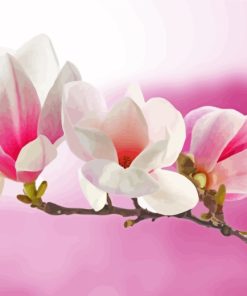 Pink White Magnolia Plant paint by numbers