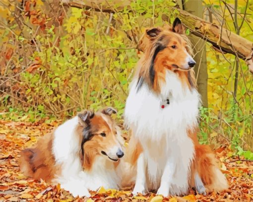 Rough Collie Dogs Animals paint by numbers